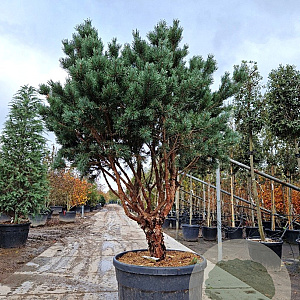 Pinus sylv. 'Watereri' 175-200 cm cont. 175L piramide