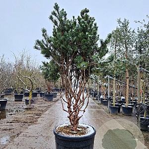 Pinus sylv. 'Watereri' 175-200 cm cont. 175L piramide