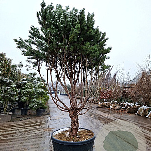 Pinus sylv. 'Watereri' 200-250 cm cont. 175L
