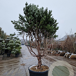 Pinus sylv. 'Watereri' 200-250 cm cont. 175L