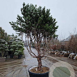 Pinus sylv. 'Watereri' 200-250 cm cont. 175L
