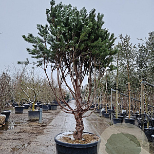 Pinus sylv. 'Watereri' 200-250 cm cont. 230L paraplu