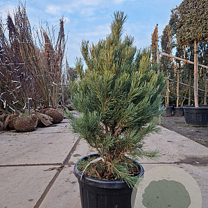 Pinus sylv. 'Watereri' 70-80 cm 30L