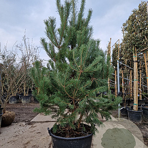 Pinus sylvestris 200-250 cm container meerstammig extra