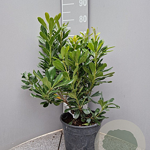 Pittosporum tobira 60-80 cm 10L