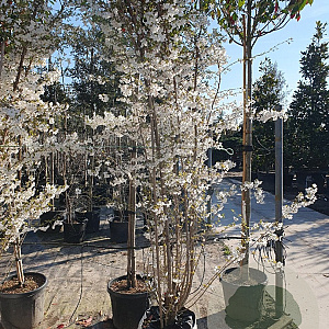 Prunus 'The Bride' 250-300 cm container meerstammig