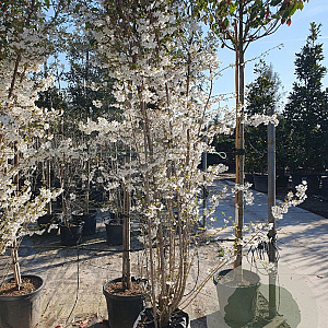 Prunus 'The Bride' 250-300 cm container meerstammig