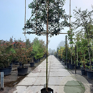 Prunus l. 'Angustifolia' 180 cm stam container 14-16