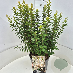 Prunus tomentosa 50-60 cm 20L