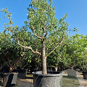 Pyrus c. 'Conference' 50 cm stam container 40-45