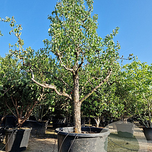 Pyrus c. 'Conference' 50 cm stam container 40-45