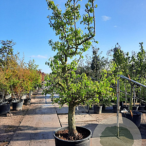 Pyrus c. 'Conference' 50 cm stam container 40-50 extra