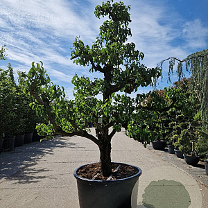 Pyrus c. 'Conference' 50 cm stam container 40-50 extra