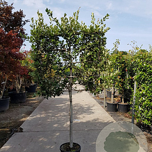 Quercus ilex 100 cm stam container 12-14 lei 100x100