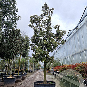 Quercus ilex 100 cm stam container 25-30