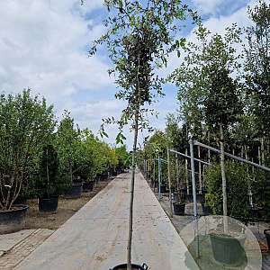 Quercus ilex 10-12 HO container lei 120x120