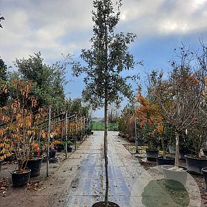 Quercus ilex 10-12 HO container