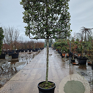 Quercus ilex 120 cm stam container 12-14