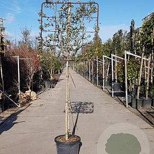 Quercus ilex 120 cm stam container 12-14
