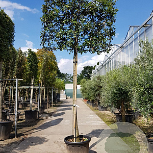 Quercus ilex 120 cm stam container 20-25