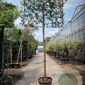 Quercus ilex 120 cm stam container 20-25