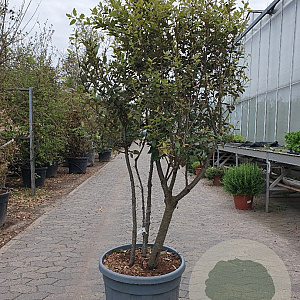 Quercus ilex 125-150 cm container paraplu