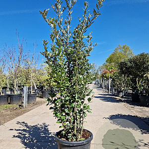 Quercus ilex 150-175 cm 30L