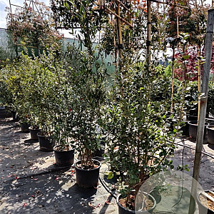 Quercus ilex 150-175 cm 30L
