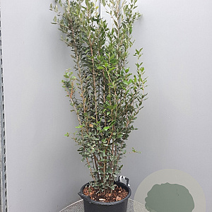 Quercus ilex 150-175 cm 30L