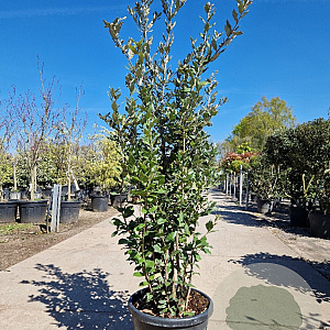 Quercus ilex 150-175 cm 30L