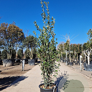 Quercus ilex 150-175 cm 30L
