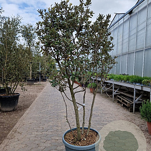 Quercus ilex 150-175 cm container solitair 40-45