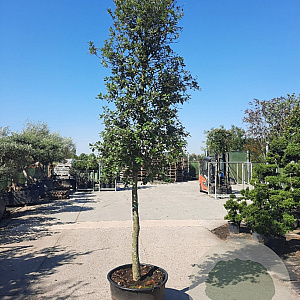 Quercus ilex 150 cm stam container 20-25 lei 150x150