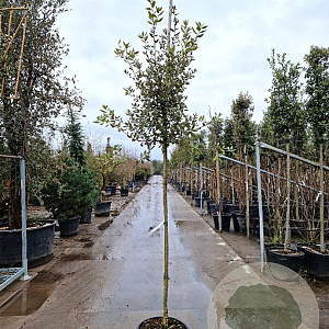 Quercus ilex 150 cm stam container 8-10 leiboom