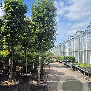 Quercus ilex 160 cm stam container 20-25