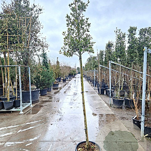 Quercus ilex 160 cm stam container 6-8
