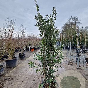 Quercus ilex 175-200 cm 30L