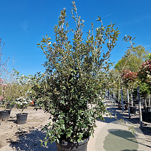 Quercus ilex 175-200 cm cont. 70L meerstammig