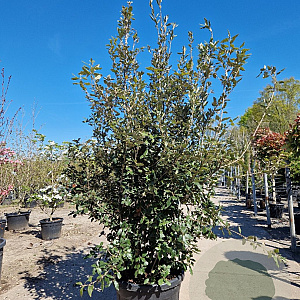 Quercus ilex 175-200 cm cont. 70L meerstammig