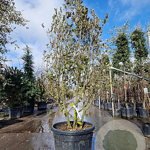 Quercus ilex 175-200 cm container piramide