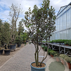 Quercus ilex 175-200 cm container piramide