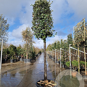 Quercus ilex 180 cm stam cont. 230L 25-30