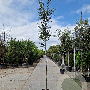 Quercus ilex 180 cm stam 35L