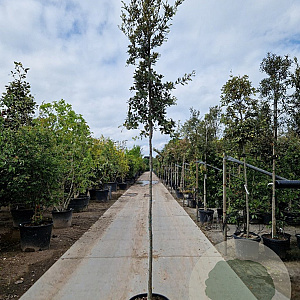 Quercus ilex 180 cm stam 35L 6-8