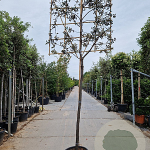 Quercus ilex 180 cm stam container 14-16 leiboom