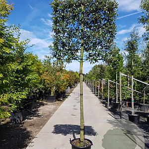 Quercus ilex 180 cm stam container 20-25 lei 150x120