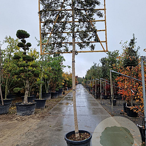 Quercus ilex 180 cm stam container 18-20 leiboom
