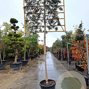 Quercus ilex 180 cm stam container 18-20 leiboom