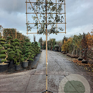 Quercus ilex 180 cm stam container 6-8 rek