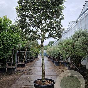 Quercus ilex 180 cm stam container 25-30 lei 180x180